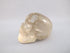 A-C-S-83-r :  Adoption Rutilated Citrine Crystal Skull