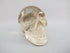 A-C-M-186-r : Adoption 2.5-Inch Rainbow Citrine Crystal Skull