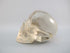 A-ASC-C-197 : Adoption 2.6-Inch Ascension Light Citrine Crystal Skull
