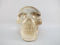 A-C-M-361-s : Adoption Tri-Color Smoky Citrine Crystal Skull