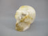 CS-GDH-DND-0283 :  2.8-inch Dendritic Golden Healer Crystal Skull