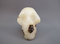 CY-M-115-p : Pyrite Cryolite Crystal Skull