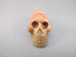 PW-S-55-m-fb  : Freckled Blush Petrified Wood  Mayan Crystal Skull