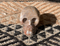 SR-ST : Sand Tones Solar Reunion Peruvian Crystal Skull