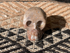 SR-ST : Sand Tones Solar Reunion Peruvian Crystal Skull