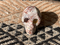 SR-RV : Red Veins Solar Reunion Peruvian Crystal Skull